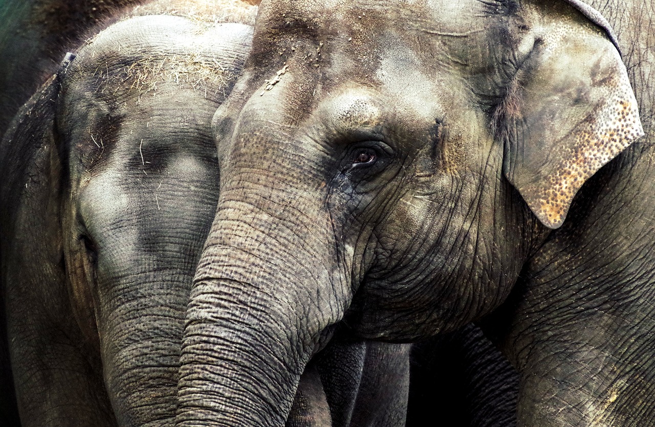 Last of Their Kind - The World's Most Endangered Species